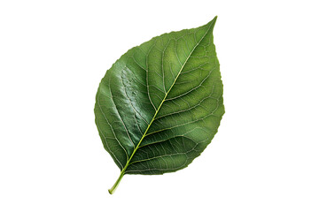 Single Green Leaf Isolated Black Background Botanical Nature Detail,