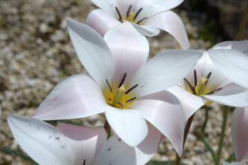 コンメリナ・ツベロサ