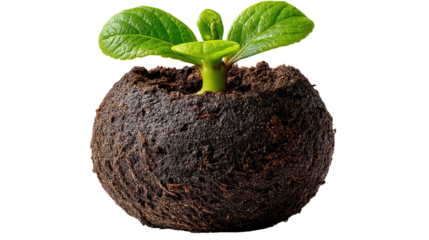 Sprout in Bloom: A vibrant young sprout bursts forth from a bed of rich earth, symbolizing growth, potential, and the nurturing power of nature.