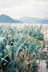 Lush Coastal Landscape with Green Plants and Mountain View