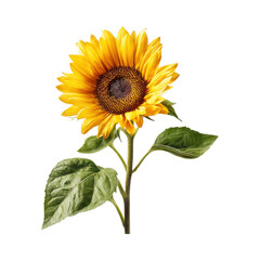 Obraz premium Full Bloom Sunflower Plant Close up yellow petals Transparent Background
