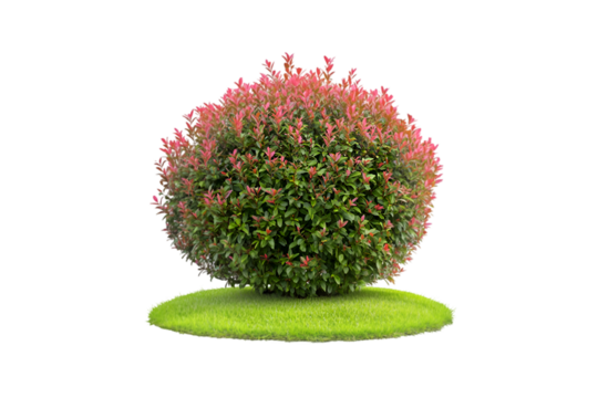 Red leaf bush green grass landscaping plant nature outdoor garden