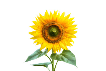 Obraz premium Vibrant Sunflower Isolated on Black Background,