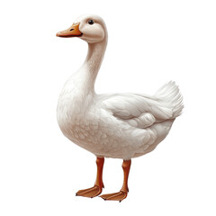 Obraz premium white duck isolated on transparent background