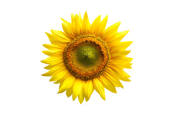 Fototapeta premium Vibrant Sunflower Isolated on Black Background A Stunning Floral Image,