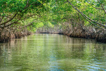 Dominican Republic. Mangrove trees in the Los Haitises Nature Reserve.