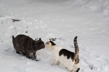 dogs playing in snow