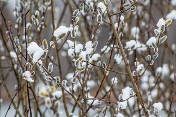 willow branches in spring