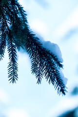 christmas tree branch with snow