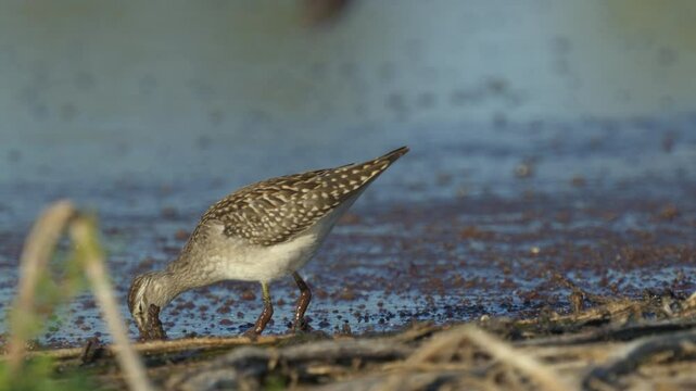 Wooden sandpiper. The Fifi bird walks through a muddy swamp looking for food with its beak and eats. Sunny morning. Wildlife.