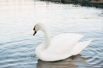 Fototapeta premium An Elegant White Swan Gracefully Gliding on Calm Waters