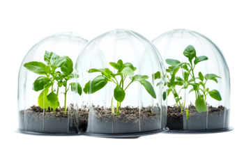 Three young plants grow under glass domes in soil