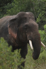 Sri Lankan Elephants and Tuskers in Kalawewa, Sri Lanka 