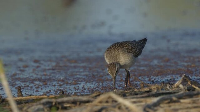 Wooden sandpiper. The Fifi bird walks through a muddy swamp looking for food with its beak and eats. Sunny morning. Wildlife.
