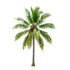 Obraz premium palm tree on white background