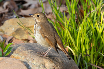 Hermit thrush on rock