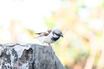 House sparrow. Its other name Passer domesticus and Indian House sparrow. This is a bird of...