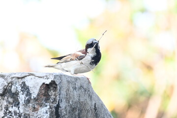 Fototapeta premium House sparrow. Its other name Passer domesticus and Indian House sparrow. This is a&nbsp;bird&nbsp;of the&nbsp;sparrow&nbsp;family Passeridae, found in most parts of the world. 