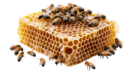 Honeycomb and Bees: Close-up view of a honeycomb brimming with honey and surrounded by busy honeybees, showcasing the intricate structure and industrious nature of these vital insects.