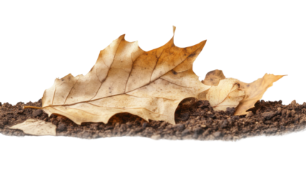 Fallen Leaf in Earth: A close-up shot of a decaying leaf resting gently atop rich earth, showcasing the intricate details of its withering beauty.