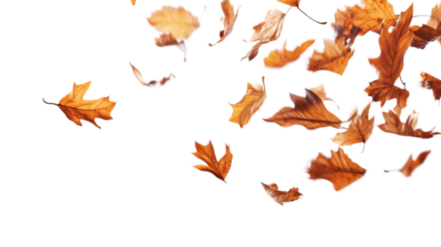 Golden Dance of Autumn Leaves: A collection of weathered leaves, rustling and twirling in the wind, painted in the hues of autumn. A minimalist design conveys the transition of seasons. 
