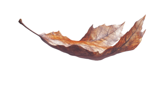 Autumn Leaf in Mid-Air: A single, delicate autumn leaf, ablaze with rich, warm hues, floats gracefully in the air, a poignant symbol of transition and the ephemeral beauty of nature.