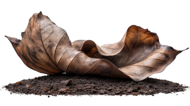 The Earth's Embrace: A captivating portrayal of a withered leaf delicately resting upon a patch of fertile soil, symbolizing the passage of time and the cyclical nature of life and renewal. 