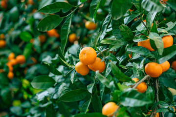 Lush Citrus Tree with Ripe Oranges on Green Foliage