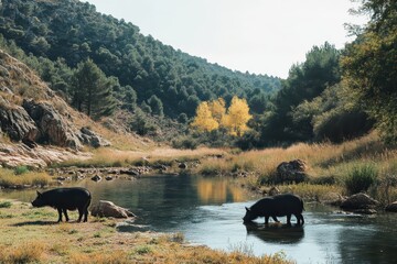 Iberian pigs in the nature eating