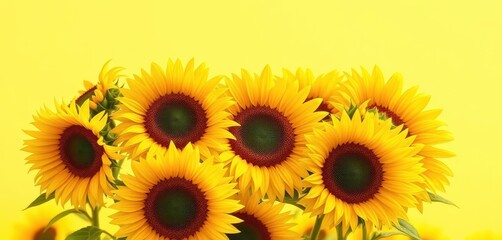 Naklejka premium Vibrant sunflowers clustered on sunny yellow backdrop, design, background, details