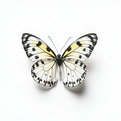 Obraz premium A monarch butterfly, a colorful insect with black and orange wings, isolated in macro beauty against a white background