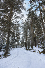 Fototapeta premium winter landscape with snow and forest, Yundola region in Bulgaria
