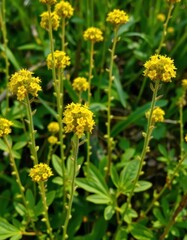 Obraz premium Bushy upright stems, vibrant green foliage, tiny yellow blossoms Wildflower in full bloom, spring, flowering plant