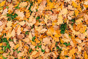Beautiful Autumn Leaves on the Ground in Vibrant Colors
