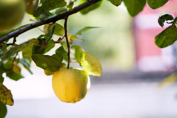 Quince hanging on a tree branch among green leaves