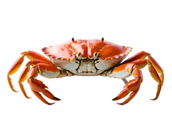 isolated on transparent background