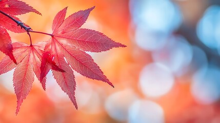 Close-up of vibrant red Japanese maple leaves against a bokeh background.