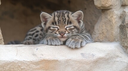Obraz premium CaptivatingClose-upofadorableLeopardCatkittenrestingonstoneplatforminwildlifesanctuary,showcasingitsspottycoatandrelaxeddemeanoradorablewildlifephotography