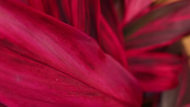 Macro shot of a lush pink leaf showing fine lines and bright natural details. Perfect for nature, freshness, and sustainability concepts. Vibrant background.