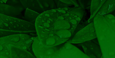 Beautiful Nature Pattern Of Dew Drops And Dark Green Leaves