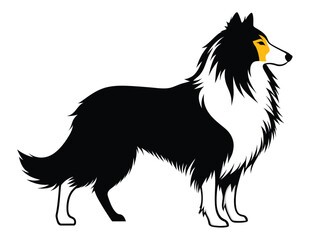 A cute black and white collie puppy, a domestic canine breed, and an isolated black and white lassie dog