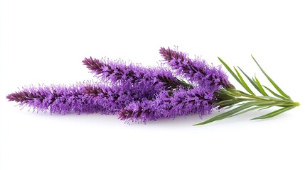 Purple liatris flower isolated on white, ideal for posters, greeting cards, and patterns.
