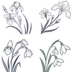  A minimal iris flower 