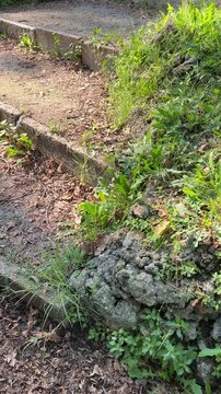 A squirrel is being hand-fed in a park.