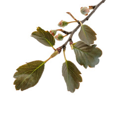 Leafy twig bearing spring buds, growing fresh green foliage against transparent backdrop