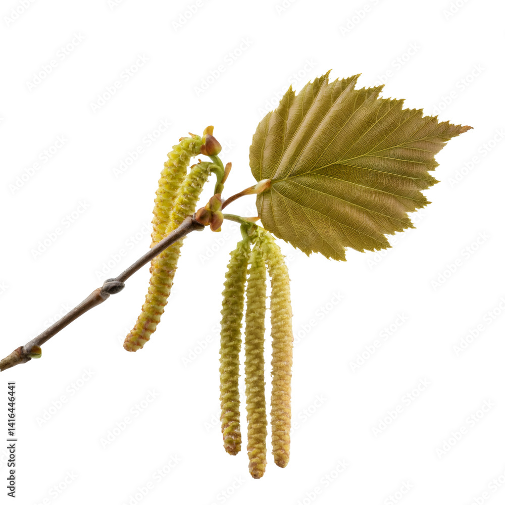 Poster close up of a hazel twig with catkins and a leaf, isolated on a transparent background, perfect for 