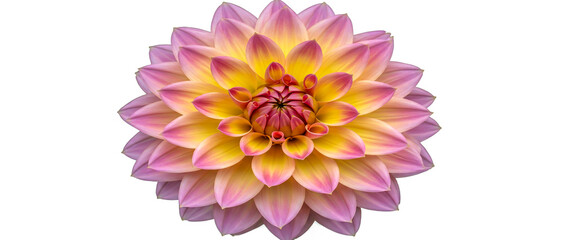 Petals should be numerous and layered, forming a full and lush bloom