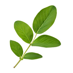 Obraz premium Green honeysuckle stem featuring glossy leaves, studio captured against transparent backdrop, ideal for design layouts