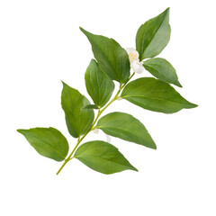 Fototapeta premium Single Philadelphus branch showcasing its delicate white flowers and vibrant green leaves, isolated on a transparent background, perfect for design projects