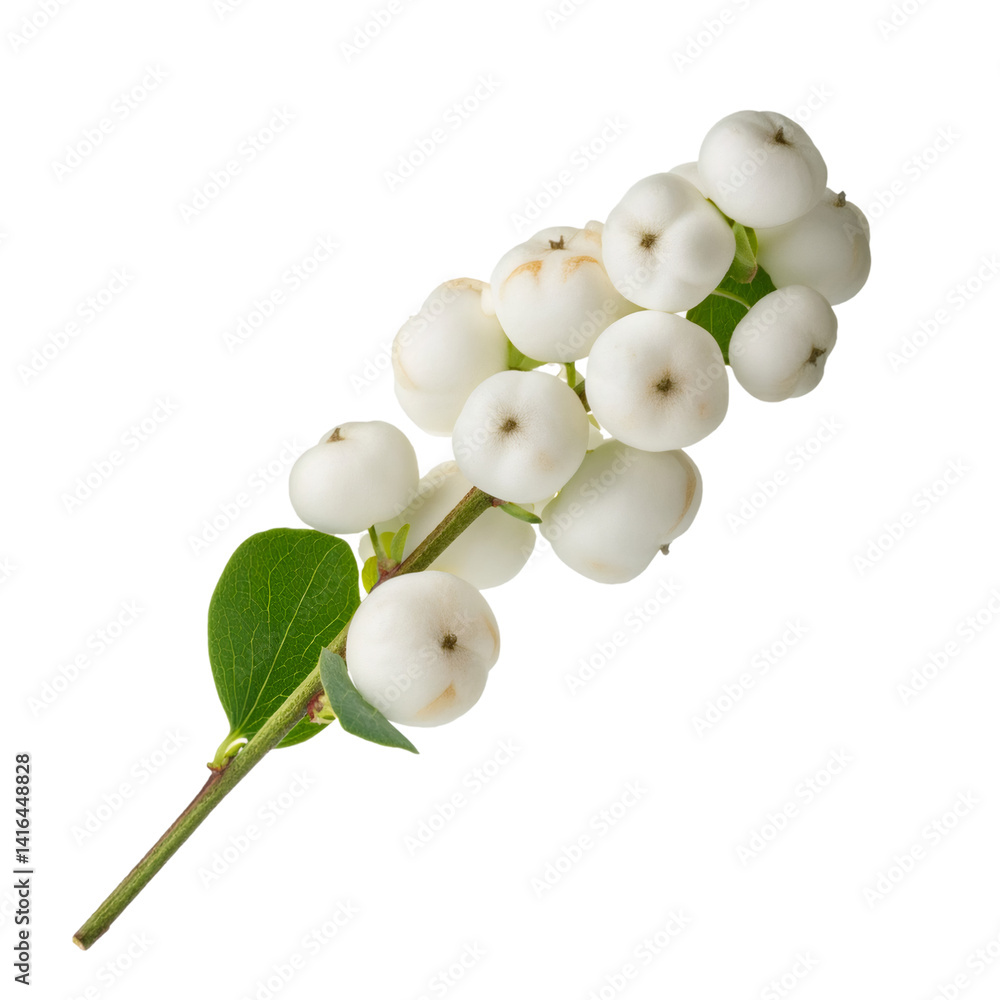 Poster white snowberry branch displaying clustered berries, detailed close up, transparent background with 
